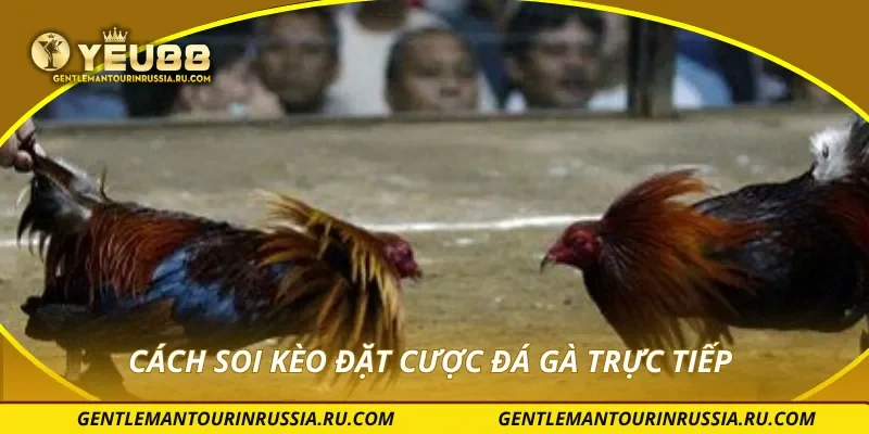 Cách soi kèo đặt cược đá gà trực tiếp